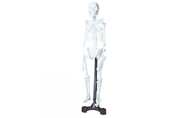 BD-15515 İSKELET MODELİ