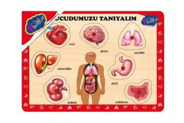 BD-287/288 AHŞAP TUTMALI VÜCUDUMUZU TANIYALIM  BD-287