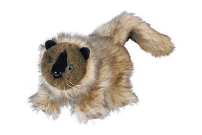 BD-40063 SİYAM KEDİSİ